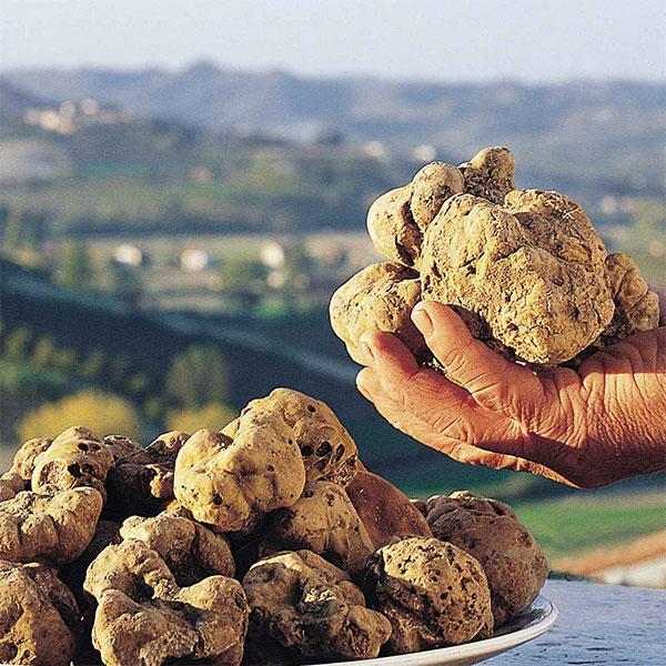 White Truffle Extracts