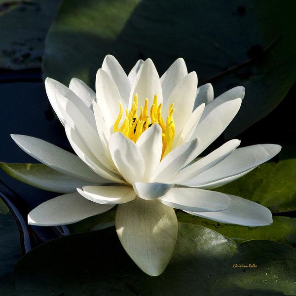 White Water Lily Extract